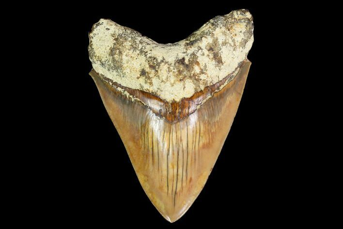 Killer, Fossil Megalodon Tooth - Indonesia #149847